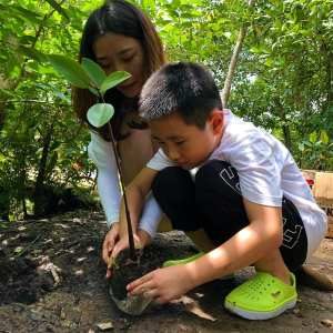 Mangrove Projects