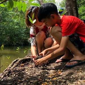 mangrove03