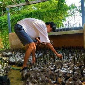 mangrove08
