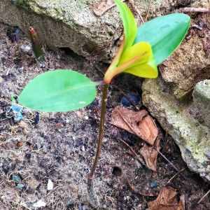 mangrove12