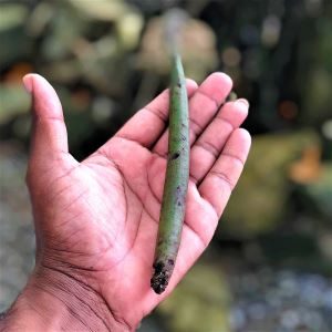 mangrove21
