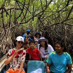 mangrove22