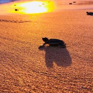 turtle01