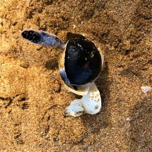 turtle02