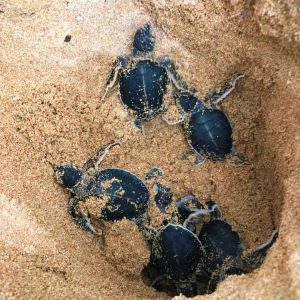 turtle05