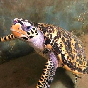 turtle06