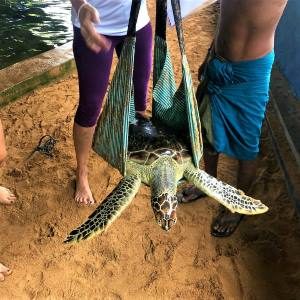turtle07
