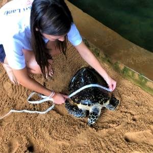 turtle08