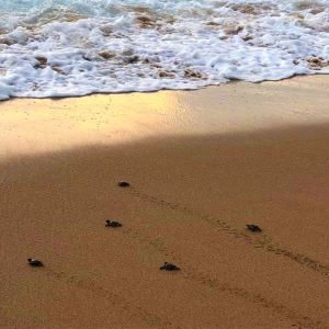 turtle09