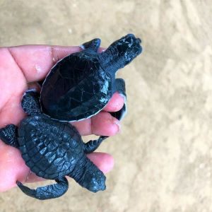 turtle11