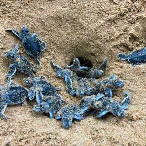 turtle12