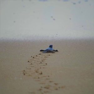 turtle14