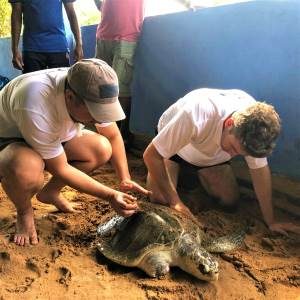 turtle16